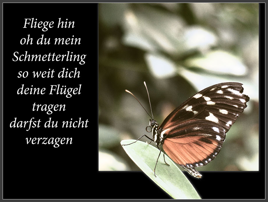 Oh mein Schmetterling