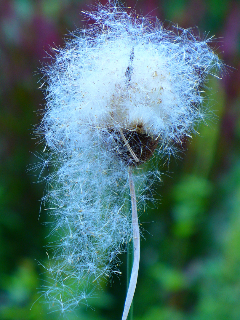 oh, meine Haarpracht......