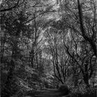 Oh Mother Earth... Gratulation an Sebastiao Salgado