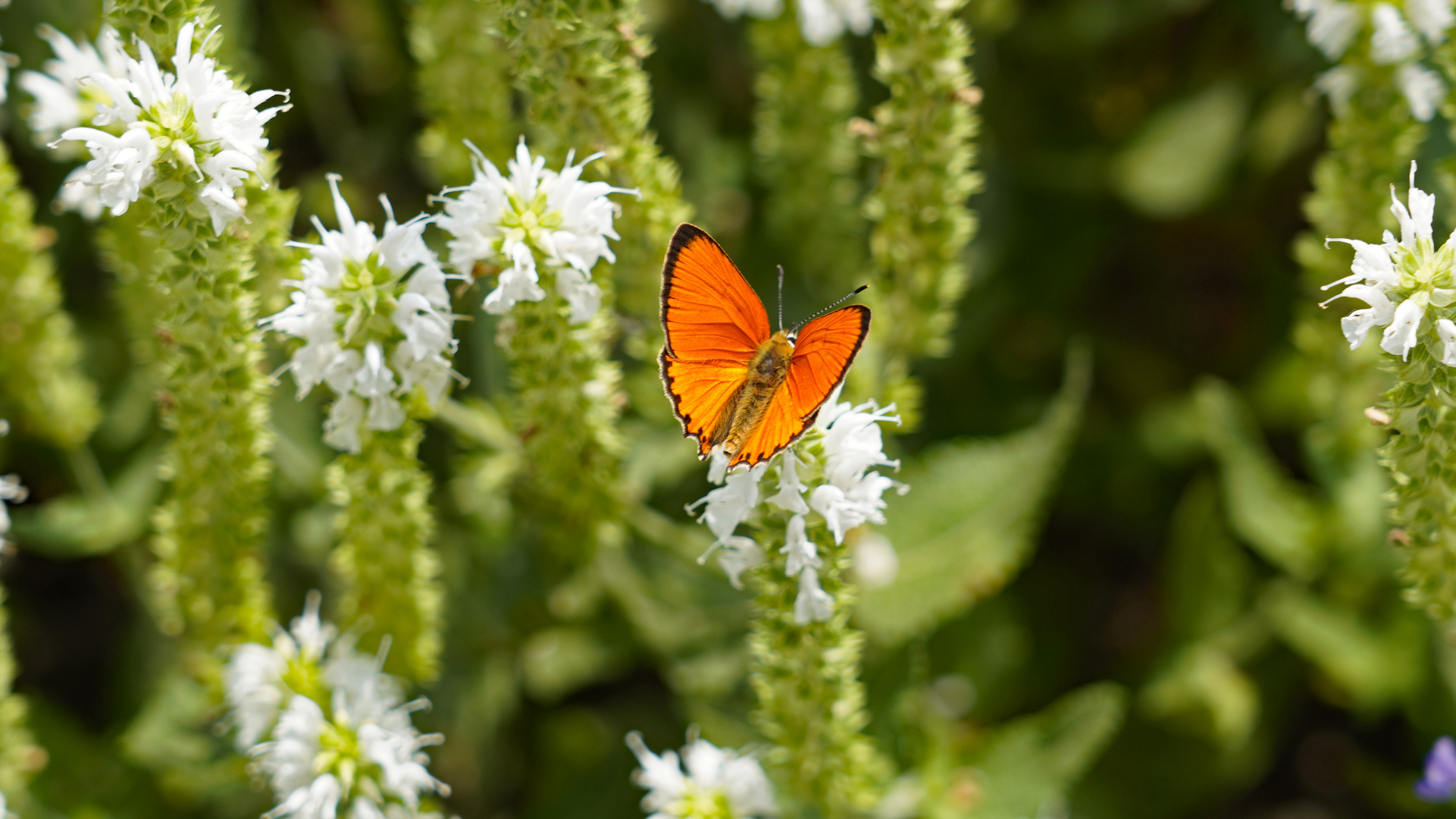 Oh my butterfly 