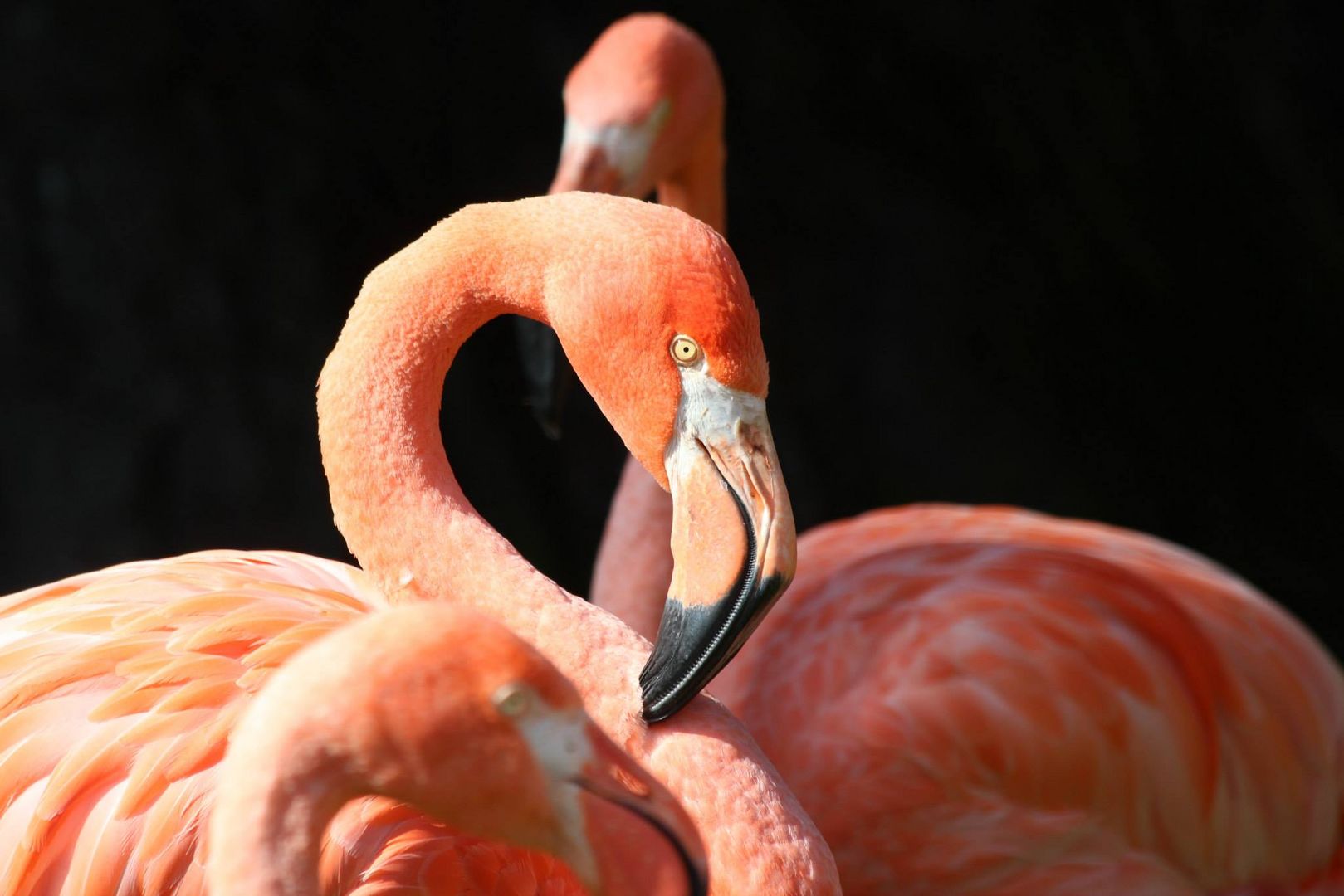 ... Oh my pretty flamingo ...