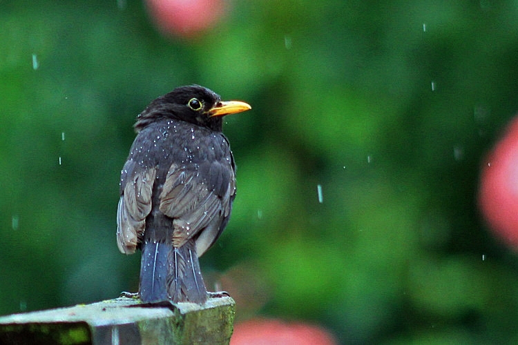 oh nein, wieder Regen...........