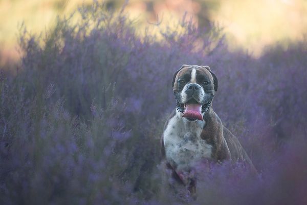 Oh, Schatten, hier bleib ich!