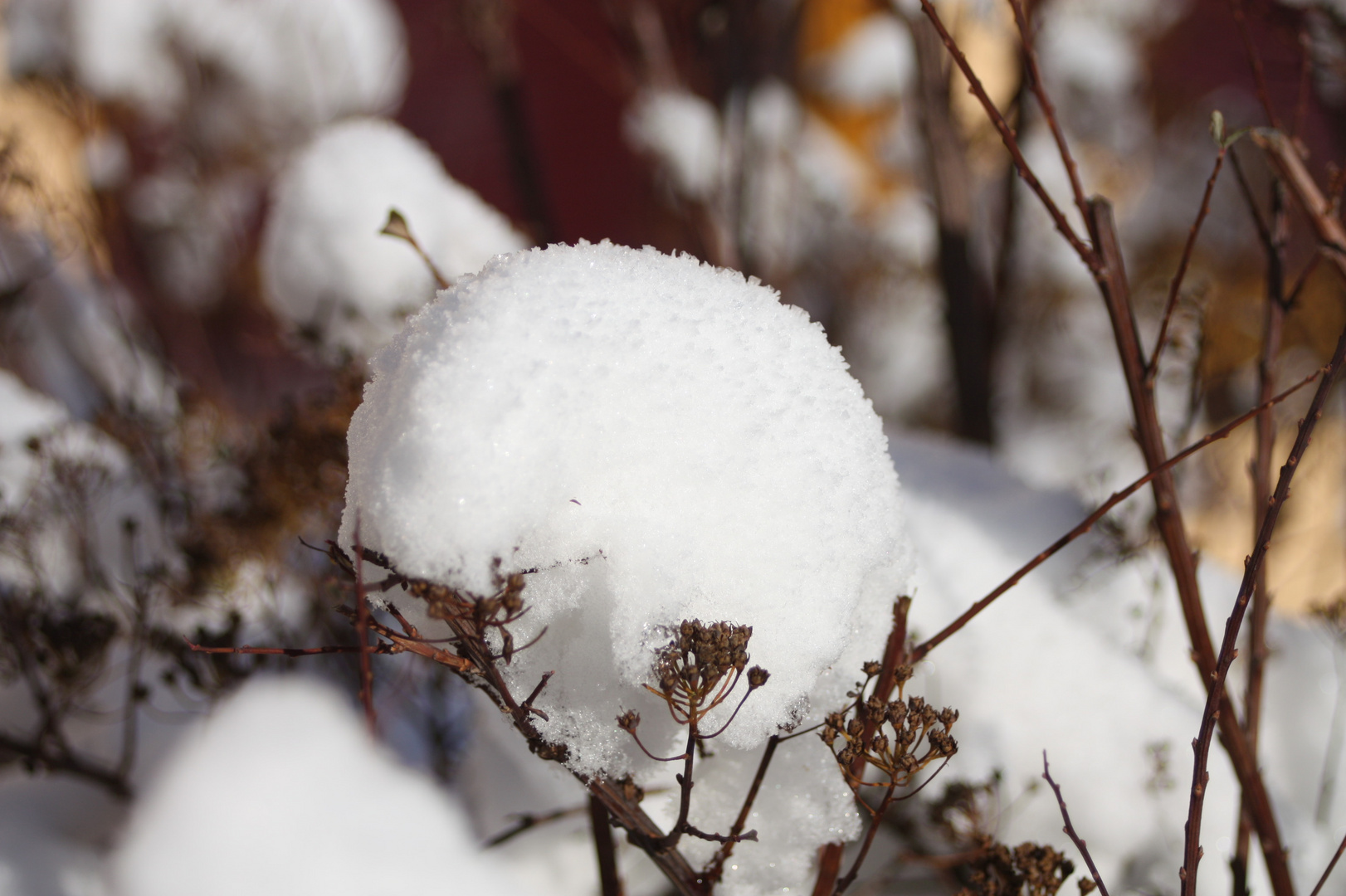 oh - schau  - ein Schneeballhalter