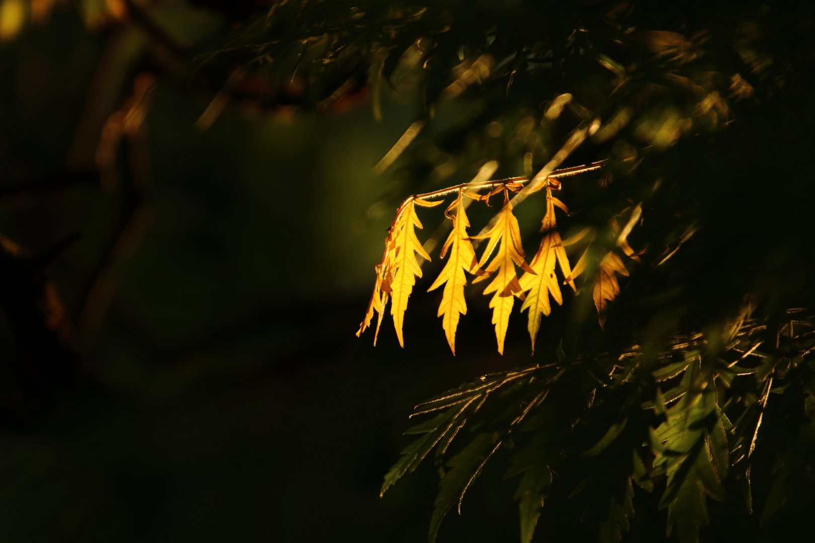 oh, schon wieder Herbst....