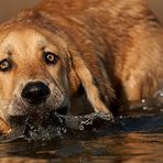 oh shit - jetzt stehn die auch schon im Wasser!!