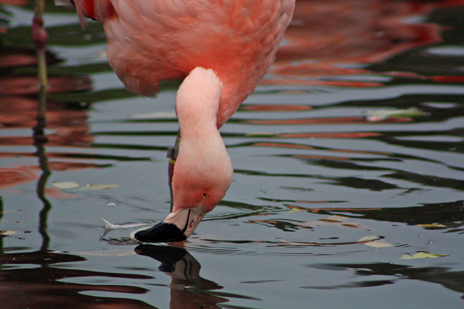 Oh, sieh mal, der gut-aussehende Vogel im Wasser!