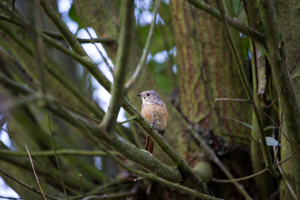 Oh sieh mal ein Vogel