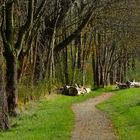 ...oh stört sie nicht, die Stille der Natur...