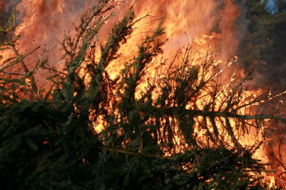 Oh Tannebaum... Da gehen sie dahin...