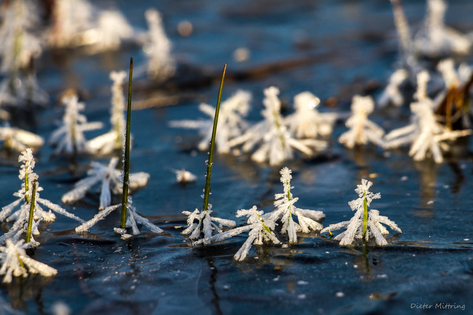 "Oh Tannenbaum," Foto & Bild gefroren, wasser, eis Bilder auf