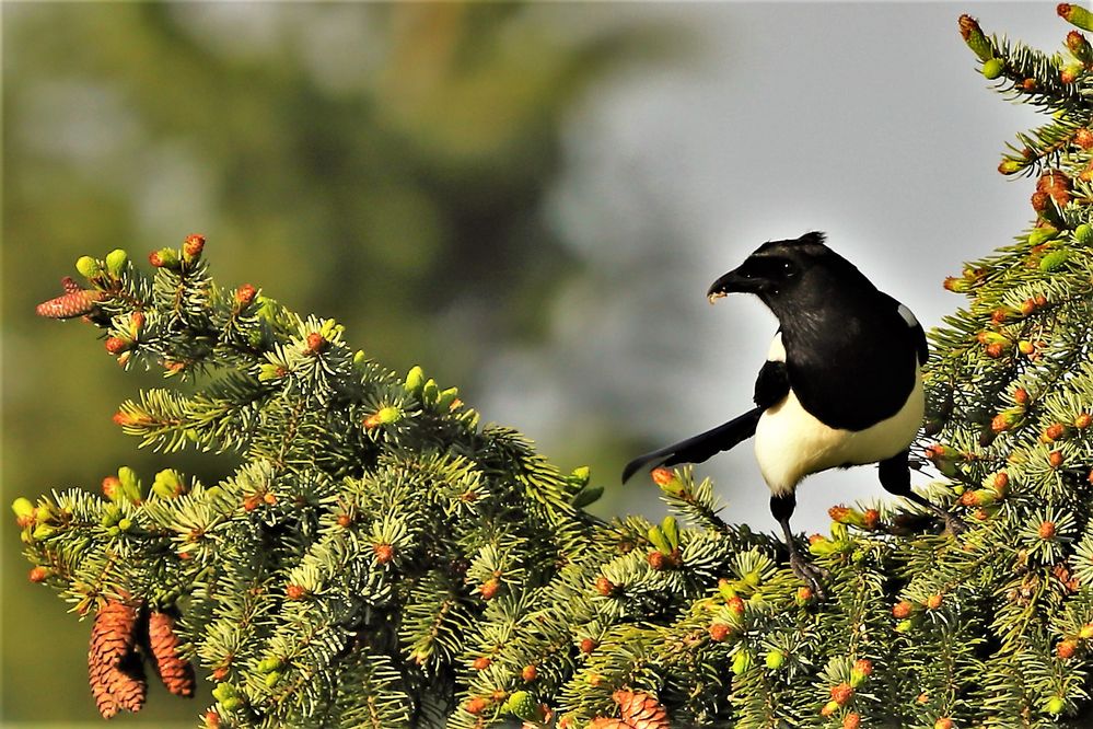 Oh Tannenbaum Foto & Bild tiere, wildlife, wild lebende vögel Bilder