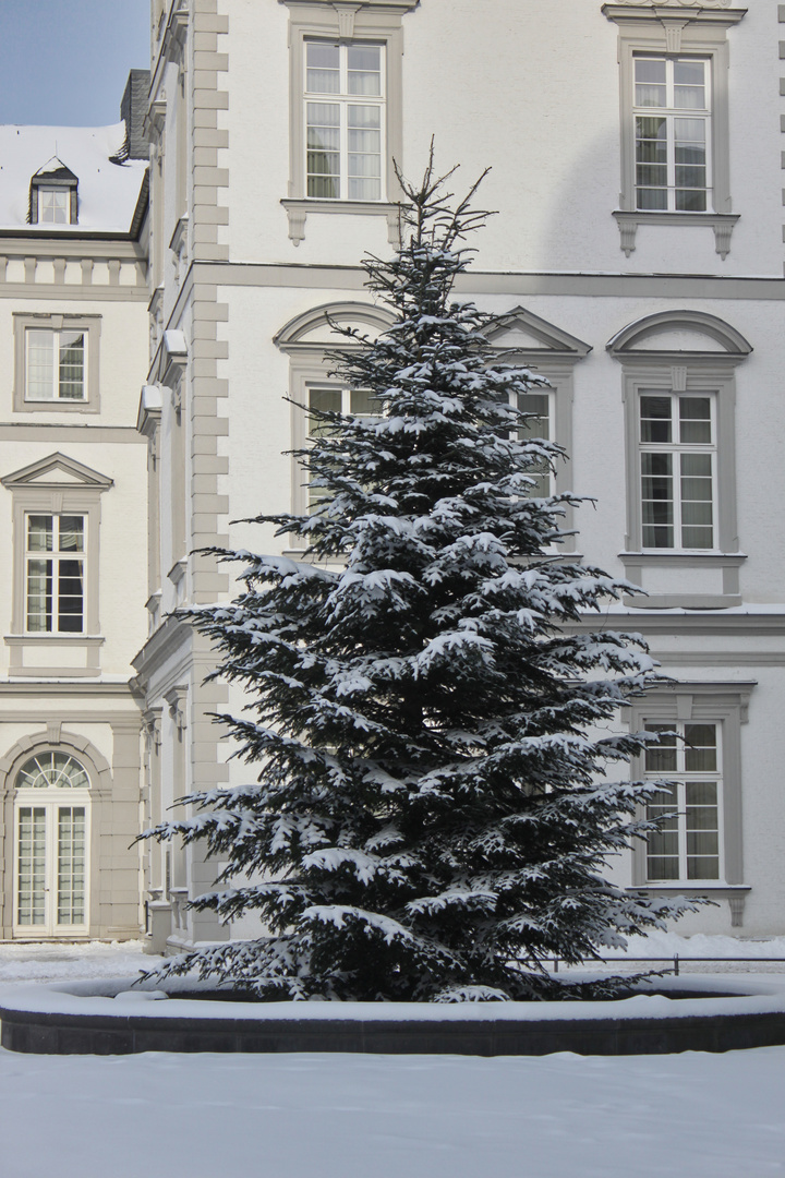 Oh Tannenbaum Foto & Bild kunstfotografie & kultur, bräuche