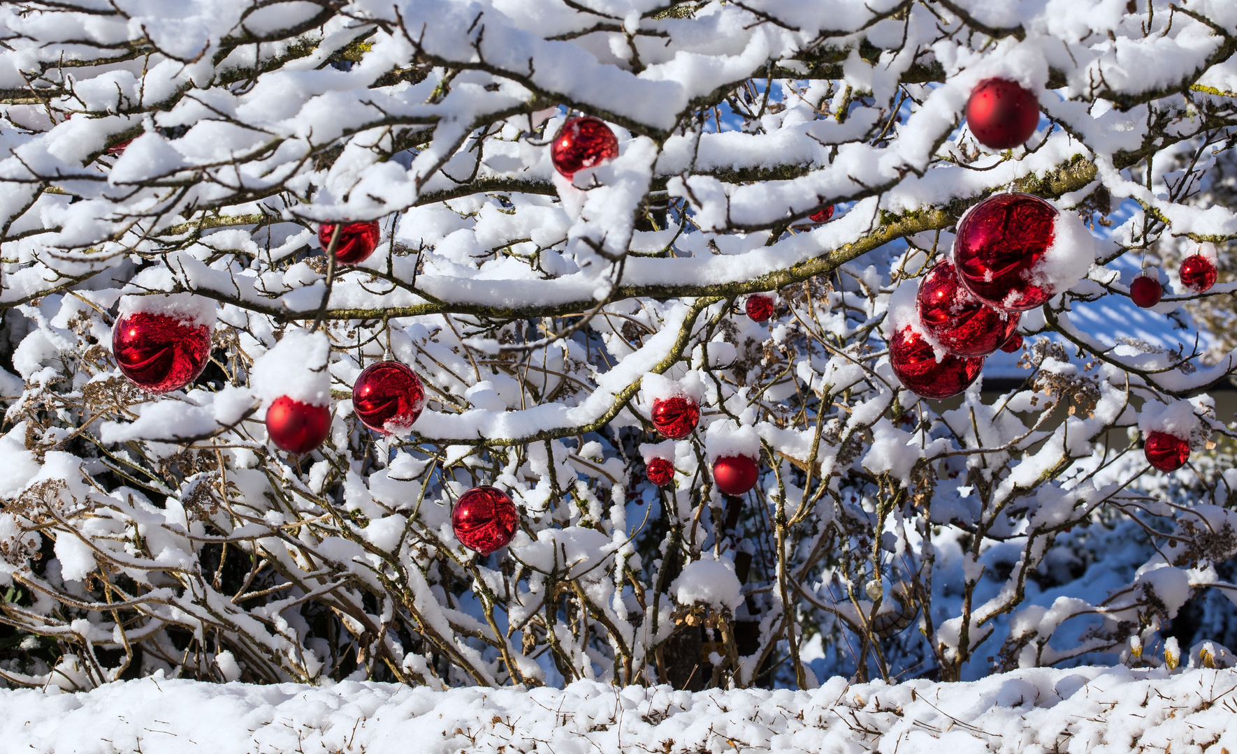 "Oh Tannenbaum, oh Tannenbaum,