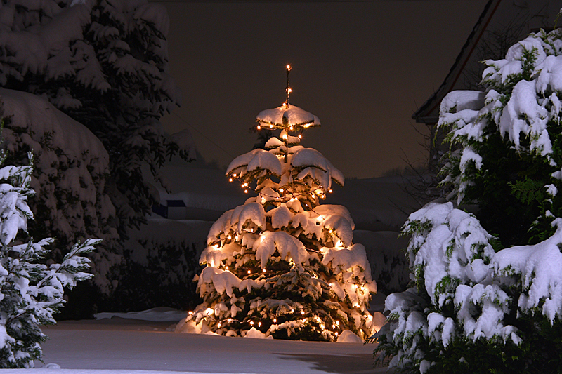 Oh Tannenbaum, oh Tannenbaum Foto & Bild jahreszeiten, winter, natur