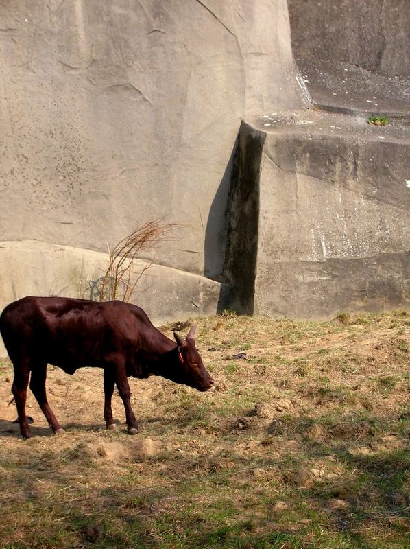 Oh ! Un bébé buffle !