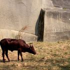 Oh ! Un bébé buffle !