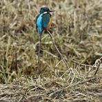 *** Oh! "Unbekannte Eisvogel - Art entdeckt" - den Stelzen - Eisi