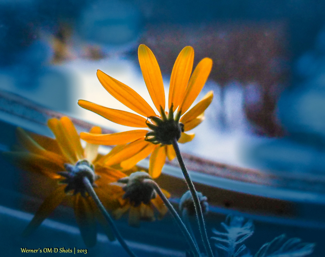 Oh Wann Kommst Du Foto Bild Natur Makros Natur Kreativ