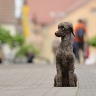 "Oh, what a nice poodle lady on the right!"