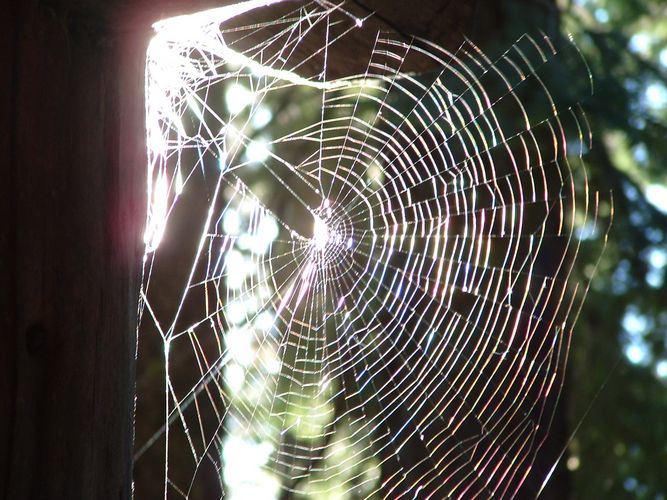 Oh What a Web We Weave