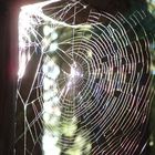 Oh What a Web We Weave