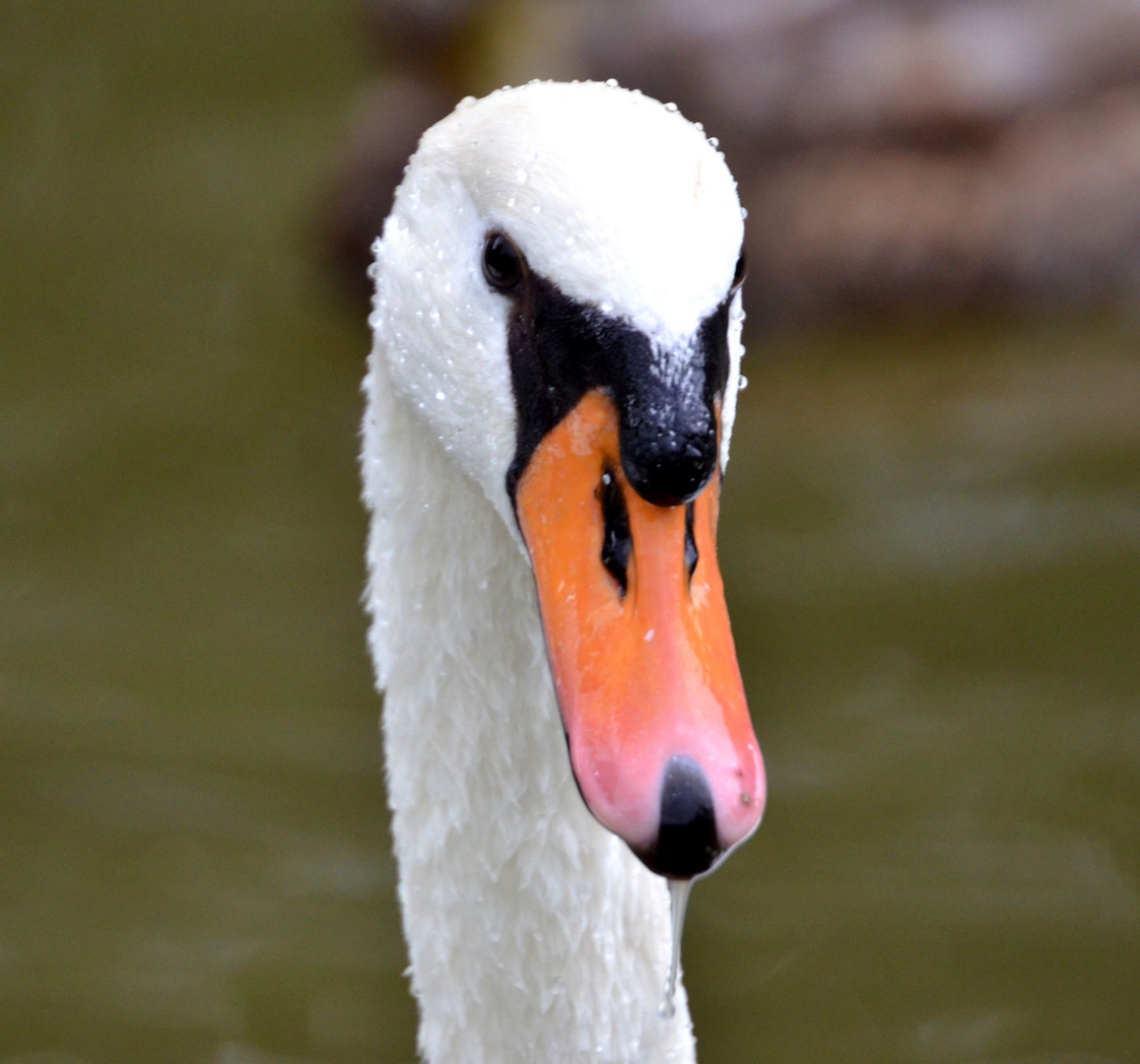 Oh wie bin ich schön,sagt der Schwan