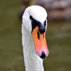 Oh wie bin ich schön,sagt der Schwan