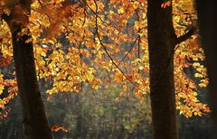 oh , wie ist der Herbst doch schön