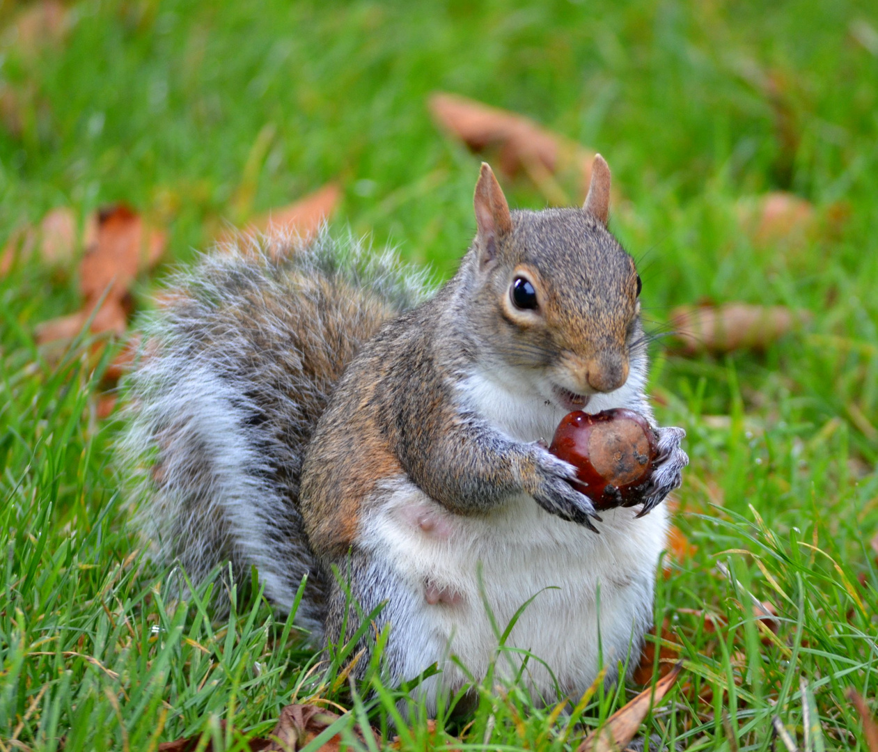 Oh wie lecker schmeckt die Kastanie!