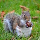 Oh wie lecker schmeckt die Kastanie!