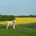 Oh, wie niedlich - Deichbegegnungen