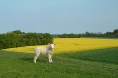 Oh, wie niedlich - Deichbegegnungen