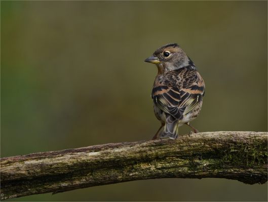 Oh, wie schön, dachte ich ...