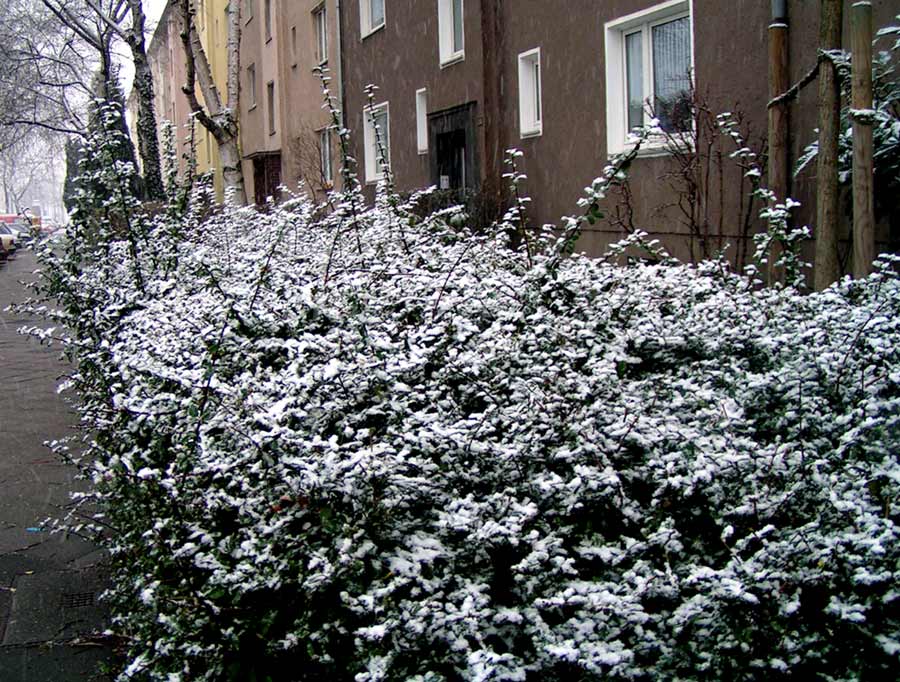 Oh Wunder Schnee in Düsseldorf