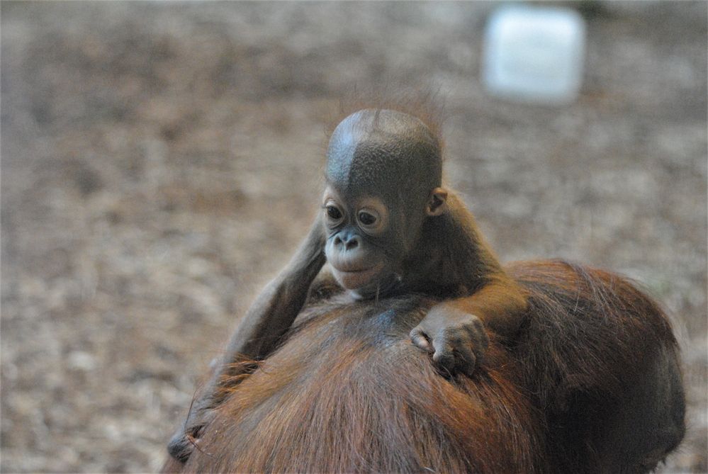 Oha Foto & Bild tiere, zoo, wildpark & falknerei, säugetiere Bilder