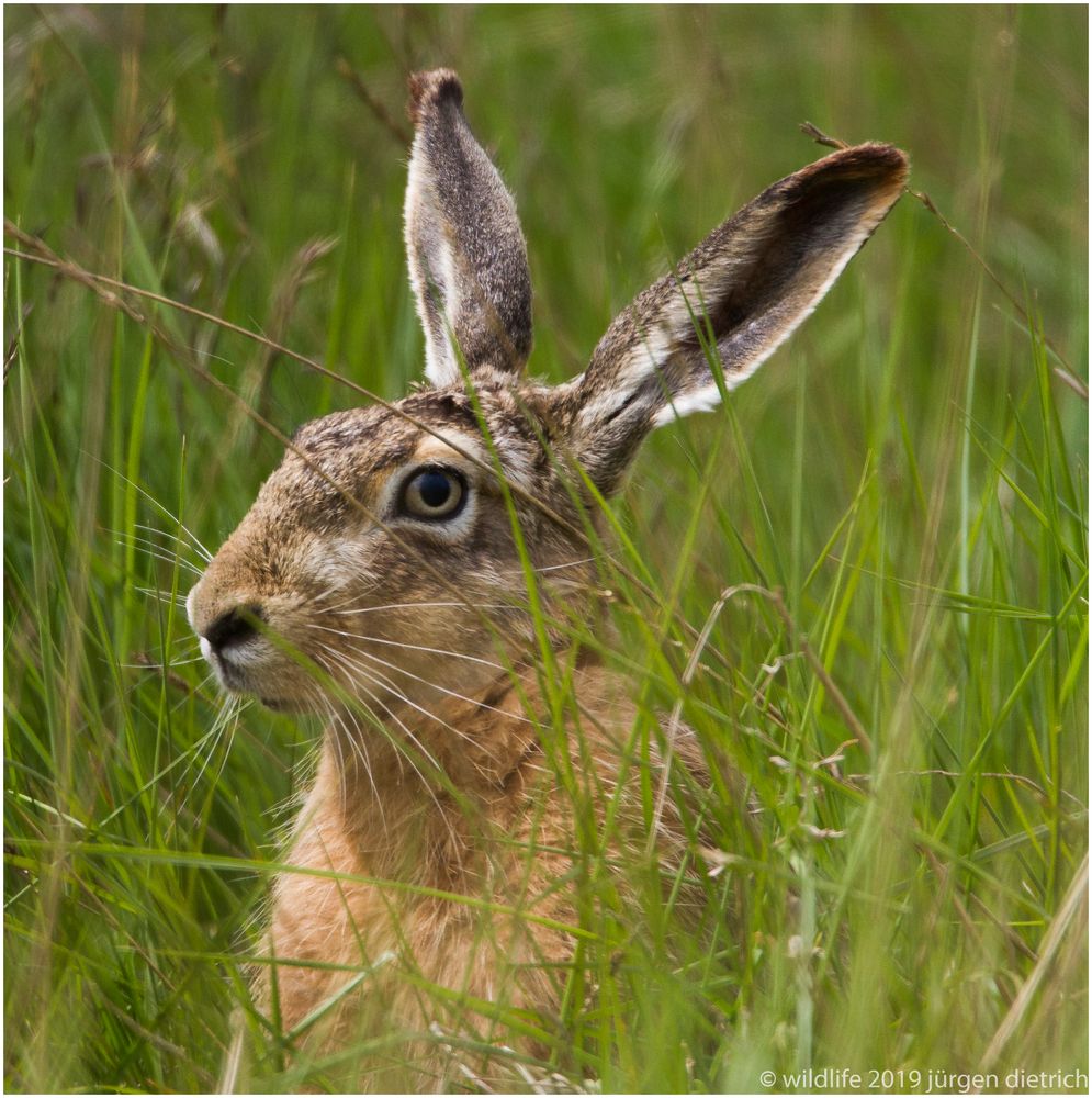 O.Hase,einfach