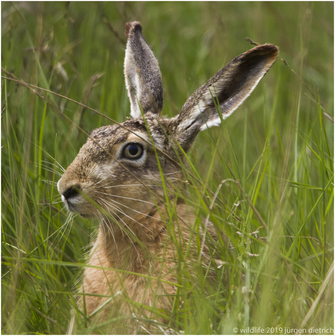 O.Hase,einfach