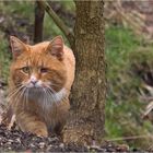 Oh....ein Fuchs in meinem Garten !!! ???