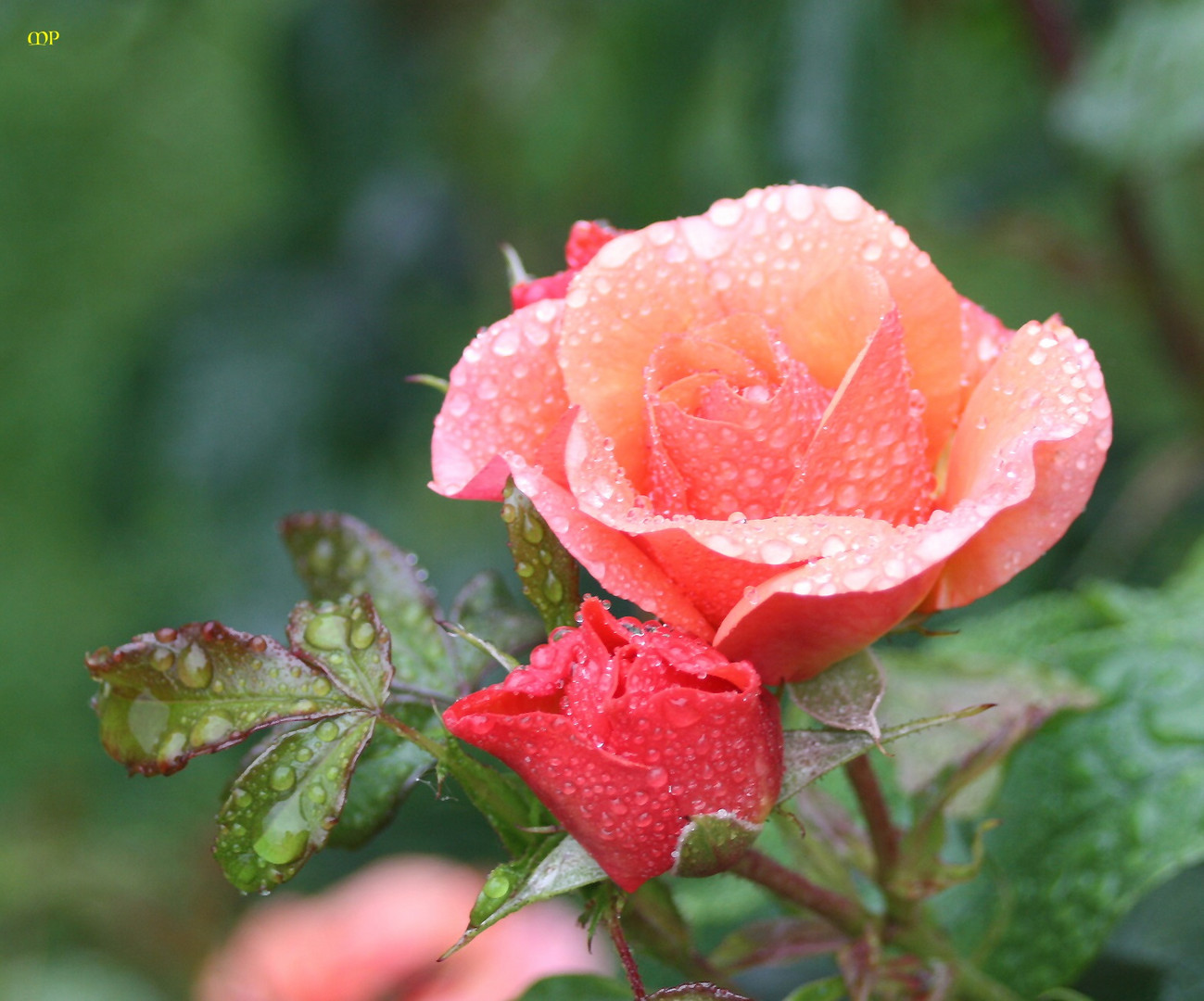 ohen Freitagsrose kommt ihr nicht über den Tag