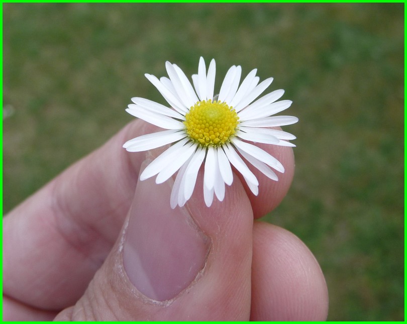 ohh - ein Gänseblümchen !