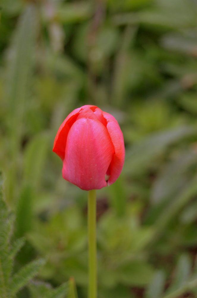 ohh Mohn! von Felicitas1994 