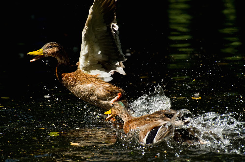 Oh...ha, Ente süss-sauer!