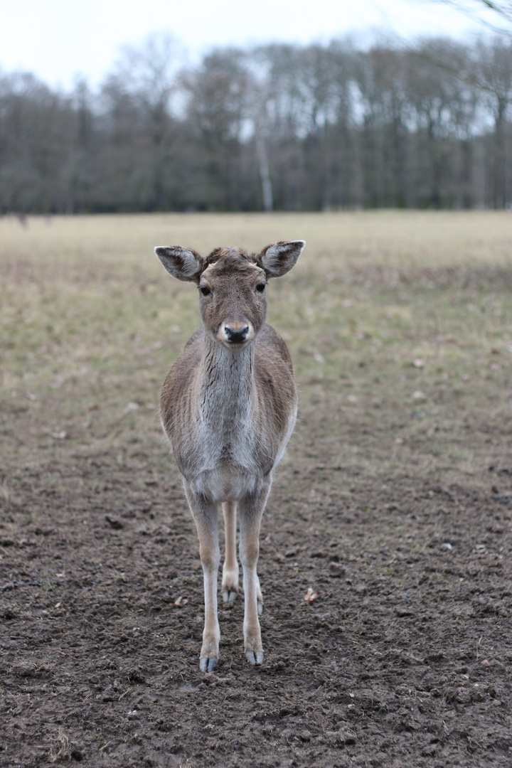 Ohhh nee, ich sah ein Reh...