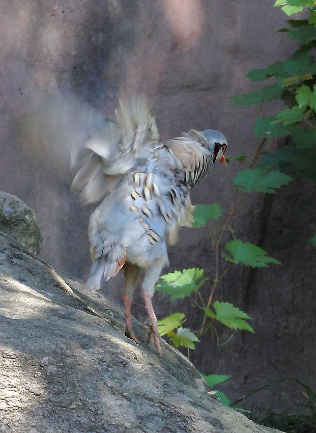 "Ohhhh, da gehts aber runter" - Steinhuhn + Tierinfo