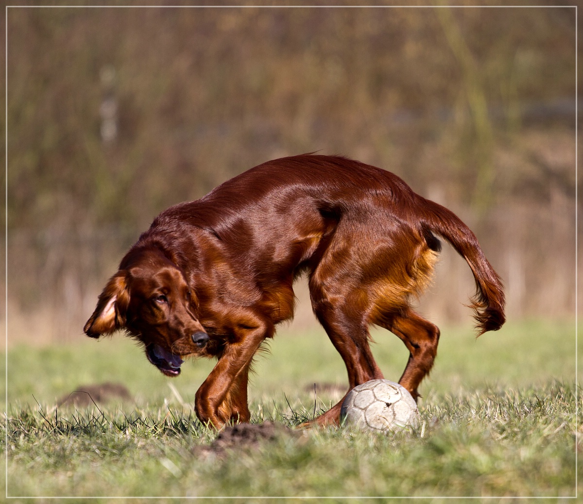 Ohhhh - ein Balli !!!!!