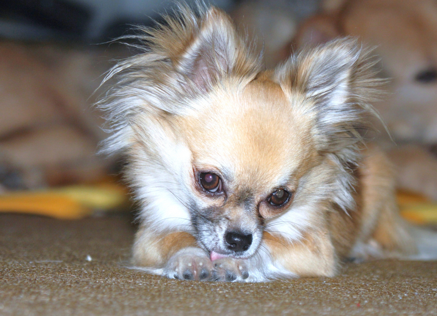 Ohhhhhhhhhhhhhhhhhh Chiwawa!!!!!!!!!!! 2 .Chihuahua Percy.