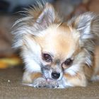Ohhhhhhhhhhhhhhhhhh Chiwawa!!!!!!!!!!! 2 .Chihuahua Percy.