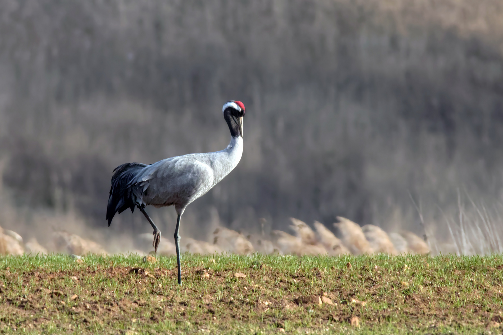 Ohhhhhmmmm... Die Ruhe vor dem Sturm - Kranich (Grus grus)