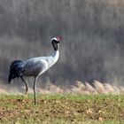 Ohhhhhmmmm... Die Ruhe vor dem Sturm - Kranich (Grus grus)